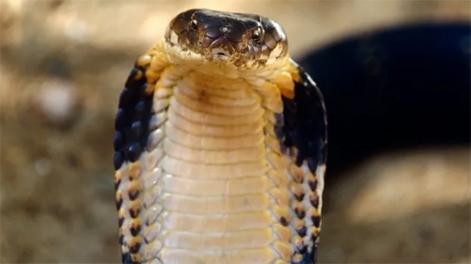 Ngay sau khi tiếp nhận tin báo, Công an xã An Bình phối hợp Phòng Kinh tế xã và cán bộ Kiểm lâm nhanh chóng tiếp cận hiện trường, khoanh vùng khu vực rậm rạp nơi con rắn hổ mang chúa trú ẩn. Ảnh: Getty.