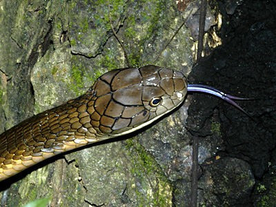 Tiếp đến, công an xã và Kiểm lâm lập biên bản theo quy định, đảm bảo đúng quy trình chuyên môn. Con rắn hổ mang chúa sau đó đã được thả vào khu rừng tự nhiên trên địa bàn. Ảnh: ecologyasia.com.