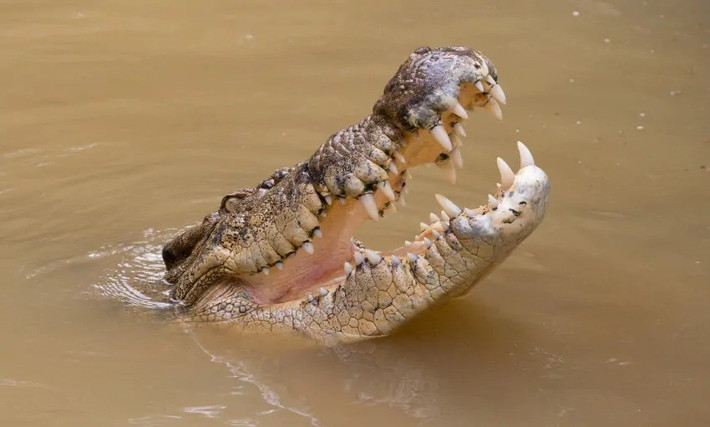 Nhờ vậy, nhóm nghiên cứu phát hiện các dấu hiệu di truyền của cá sấu ở Seychelles trùng khớp chặt chẽ với các dấu hiệu di truyền của cá sấu nước mặn. Điều đó cho thấy phạm vi sinh sống của loài cá sấu này trải dài hơn 12.000 km từ đông sang tây trước khi quần thể ở Seychelles bị tuyệt chủng. Ảnh: currumbinsanctuary.com.au.