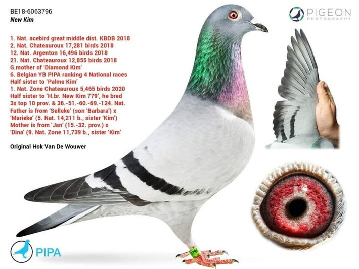 Trong cuộc đấu giá trực tuyến tổ chức ngày 15/11/2020, con chim bồ câu tên New Kim được bán đấu giá với mức giá kỷ lục 1,9 triệu USD (khoảng 35 tỷ đồng). Ảnh: Capital Loft Sri Lanka "Racing Homer Pigeons"/Facebook.