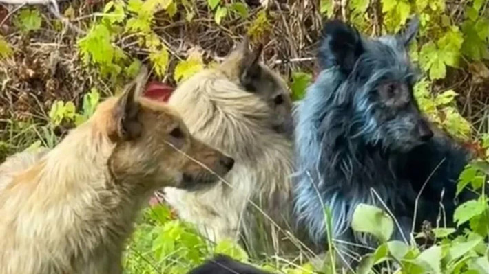 Trong vòng 36 giờ kể từ khi vụ nổ lò phản ứng số 4 của nhà máy điện hạt nhân Chernobyl xảy ra, chính quyền Liên Xô đã sơ tán khoảng 350.000 cư dân của thị trấn Pripyat (Ukraine ngày nay), cách nhà máy điện Chernobyl khoảng 3,2 km.