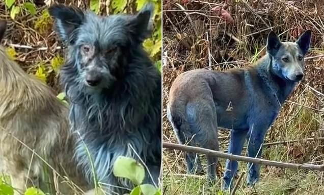 Những con chó này là hậu duệ của những vật nuôi bị bỏ lại khi người dân phải sơ tán khẩn cấp sau khi xảy ra thảm họa hạt nhân Chernobyl năm 1986. Đây là một trong những vụ tai nạn hạt nhân tồi tệ nhất trong lịch sử.