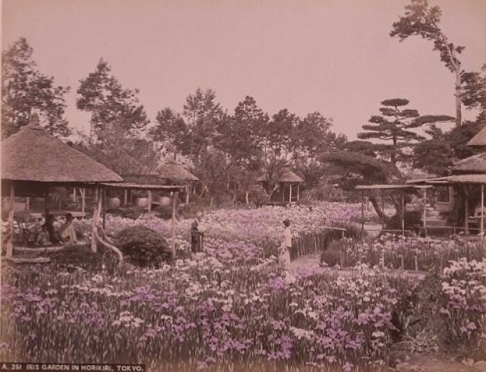 Nhiều người đi dạo, ngắm hoa tại một vườn hoa ở Horikiri, Tokyo.