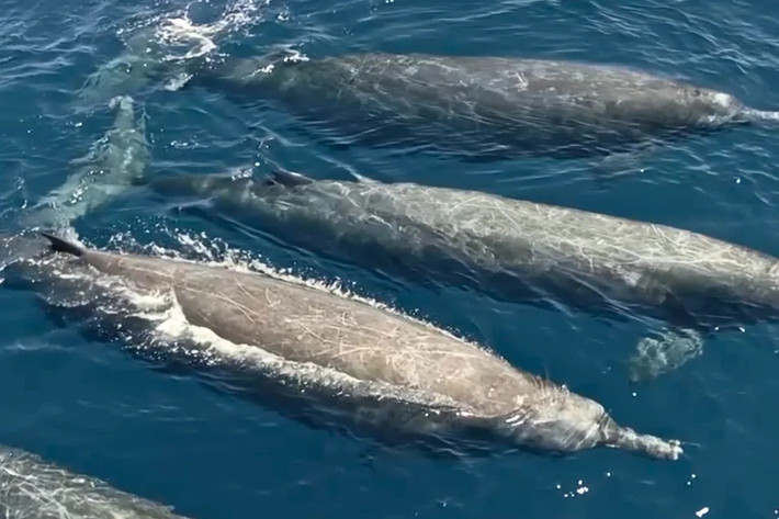 Đầu mũi tên cắt ra một mẩu da nhỏ bằng đầu tẩy bút chì. Nhờ mẩu da này, các nhà khoa học chứng minh rằng họ đã nhìn thấy một loài chưa từng được quan sát trong tự nhiên trước đây là cá voi mõm dài răng rẻ quạt. Ảnh: discoverwildlife.