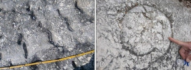 Thông thường, bất kỳ dấu vết nào do động vật để lại sẽ bị xóa sạch bởi dòng hải lưu dưới đáy biển và các sinh vật dưới nước. Thế nhưng, một trận động đất đã gây ra một vụ lở đất dưới nước chỉ vài phút sau khi các dấu vết được tạo ra nên nhờ đó mà chúng được bảo tồn tới ngày nay. Ảnh: Sciencedirect.com.