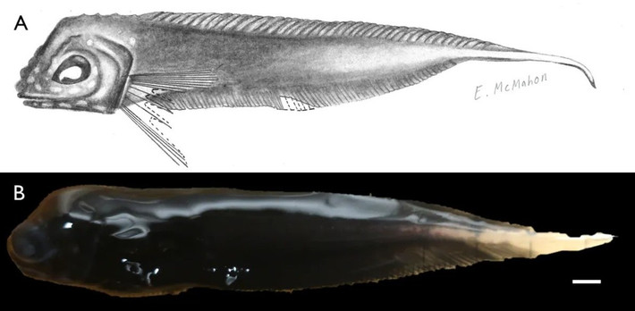 Mặc dù màu sắc của các loài cá ốc sống trong cùng một khu vực biển sâu có vẻ khác biệt nhưng điều này lại không quá đặc biệt. Nguyên do là bởi ở độ sâu hàng nghìn mét dưới đáy biển, nơi ánh sáng Mặt trời không thể chạm tới, màu sắc không còn đóng vai trò quan trọng trong việc ẩn nấp hoặc thu hút bạn tình. Ảnh: 2019 MBARI.