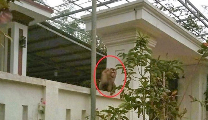 Vào ngày 5/1, Hạt Kiểm lâm Quan Hóa, tỉnh Thanh Hóa thông tin đơn vị đã phối hợp với chính quyền địa phương thực hiện các biện pháp xua đuổi một con khỉ đuôi lợn quý hiếm từ rừng tự nhiên xuống khu dân cư tấn công người dân. Ảnh: Tiền phong.