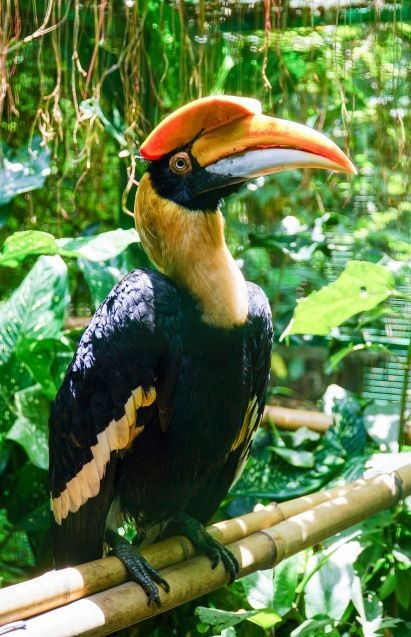 Khi trưởng thành, mỗi cá thể chim hồng hoàng có thể đạt chiều dài 95 - 120 cm, sải cánh rộng đến 1,5m, nặng 2 - 4 kg. Ảnh: cattiennationalpark.