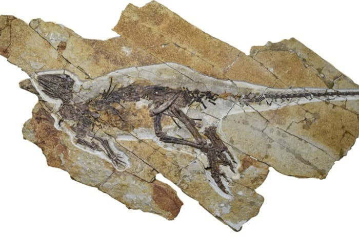 Khi sử dụng phương pháp định tuổi bằng urani - chì (U-Pb), các chuyên gia sẽ chiếu tia laser siêu nhỏ vào các mẫu vỏ trứng, làm bay hơi các khoáng chất cacbonat thành các hạt khí dung, sau đó được phân tích bằng máy quang phổ khối rồi kiểm tra số nguyên tử urani và chì. Ảnh: Hailong Zhang; Yang et al., PeerJ.