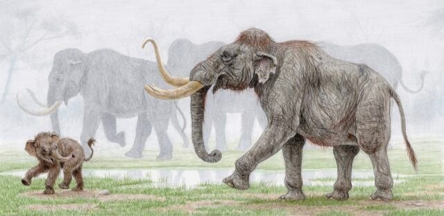 Voi ma mút Columbia đực và cái đều có ngà. Thế nhưng, cá thể đực thường có kích thước lớn hơn đáng kể so với con cái, có thể nặng hơn 10 tấn. Ảnh: esthervanhulsen.com.