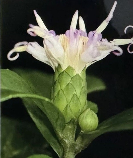 Theo Ban Quản lý Vườn quốc gia Phong Nha - Kẻ Bàng, loài thực vật mới được ghi nhận trong quá trình khảo sát thực vật trên núi đá vôi từ ngày 5-13/12/2024 tại nhiều khu vực trong Vườn quốc gia Phong Nha - Kẻ Bàng, đặc biệt ở khu vực Hang Va-Nước Nứt, ở độ cao 777m.