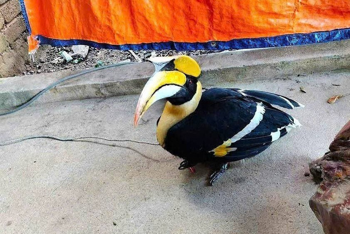 Trước đó, vào chiều 7/10, ông Đinh Đức Dung (SN 1962, trú tại xã Tân Kỳ) bất ngờ phát hiện một con chim lạ bay lạc vào sân vườn nhà mình. Con chim nặng hơn 2 kg, có mỏ vàng nổi bật và bộ lông đen trắng tương phản. Cho rằng đây có thể là loài chim quý hiếm nên ông Dung đã thông báo và bàn giao cho chính quyền địa phương. Ảnh: Tiền phong.