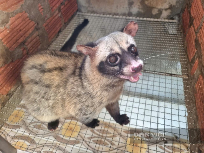 Cầy vòi hương (hay còn gọi cầy vòi, chồn hương, cầy hương) có tên khoa học là Paradoxurus hermaphroditus. Loài này thuộc danh mục động vật rừng nguy cấp, quý, hiếm nhóm IIB, nhóm nguy cấp, quý hiếm theo Nghị định 06/2019/NĐ-CP. Ảnh: Dân Việt.
