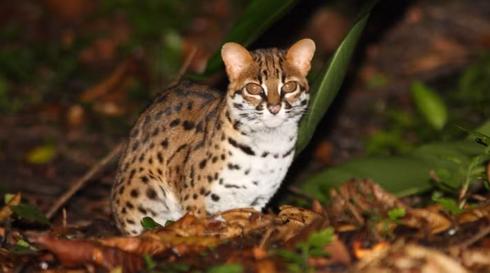 Mèo rừng có tên khoa học là Prionailurus bengalensis. Loài này thuộc nhóm IIB trong danh mục động vật rừng nguy cấp quý hiếm. Với kích thước tương đương mèo nhà, mỗi cá thể mèo rừng khi trưởng thành dài khoảng 60 cm, nặng từ 2 - 5 kg và đuôi dài đến 55 cm. Ảnh: Tarsier.