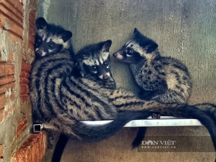 Các cá thể cầy vòi hương có tập tính kiếm ăn đơn độc, chỉ gặp nhau vào mùa sinh sản. Ban ngày, chúng thường ở trong các hang hốc, kẽ đá và ban đêm mới ra ngoài đi kiếm ăn. Thức ăn chủ yếu gồm: các loại quả (hồng xiêm, xoài, chôm chôm) và các động vật nhỏ như chim, chuột, rắn... Ảnh: Dân Việt.