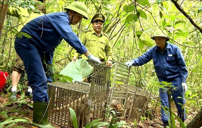 Vào ngày 25/9, Trung tâm cứu hộ, bảo tồn và phát triển sinh vật (Ban Quản lý Vườn Quốc gia Phong Nha – Kẻ Bàng) thả 27 cá thể động vật hoang dã về môi trường tự nhiên sau khi hoàn tất công tác cứu hộ và đủ thời gian cách ly kiểm dịch. Ảnh: TTXVN.