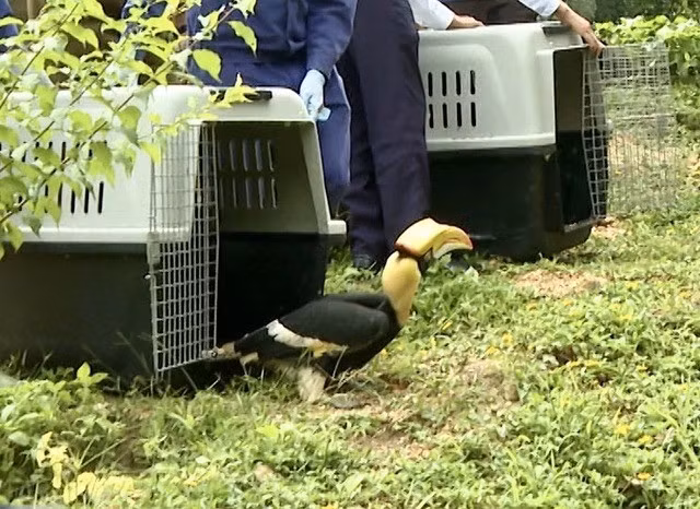 Chim hồng hoàng có tên khoa học là Buceros bicornis. Đây là chim mỏ sừng trọng lượng lên đến 4 kg, dài 90 - 122 cm, tuổi thọ đến 40 tuổi. Loài chim này thuộc nhóm IB, đang bị đe dọa tuyệt chủng, nghiêm cấm khai thác, sử dụng vì mục đích thương mại. Ảnh: suckhoedoisong.