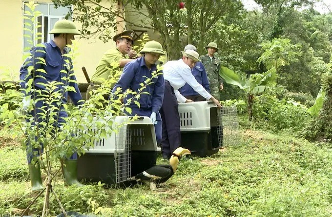 Những cá thể động vật hoang dã được thả về tự nhiên gồm: 8 con khỉ đuôi lợn, 2 chim hồng hoàng, 1 diều hâu nâu, 1 trăn đất, 9 rùa sa nhân, 3 cu li nhỏ, 1 cầy vòi hương, 1 cầy vòi mốc, 1 mèo rừng. Nhiều loài trong số này nằm trong danh mục động vật rừng nguy cấp, quý hiếm. Ảnh: SGGP.