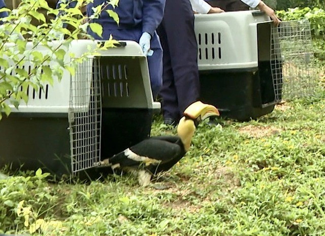 Chim hồng hoàng có tên khoa học là Buceros bicornis. Đây là chim mỏ sừng trọng lượng lên đến 4 kg, dài 90 - 122 cm, tuổi thọ đến 40 tuổi. Loài chim này thuộc nhóm IB, đang bị đe dọa tuyệt chủng, nghiêm cấm khai thác, sử dụng vì mục đích thương mại. Ảnh: suckhoedoisong.