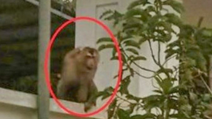 Trước đó, trong 2 ngày 4 và 5/1, một cá thể khỉ đuôi lợn bất ngờ xuất hiện tại khu vực dân cư thuộc thôn Khằm, xã Hồi Xuân. Con vật đã đi vào nhà ông P.B.D hái hoa quả trong vườn, rồi cắn chết 1 con gà nuôi, ăn 10 quả trứng gà đang ấp. Ảnh: Tiền phong.