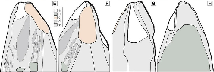 Trong trường hợp này, các nhà nghiên cứu cho rằng nếu người Neanderthal sử dụng đất son cho các mục đích khác, chẳng hạn như thuộc da, thì họ sẽ không cần làm nhọn phần đầu của bút. Ảnh: d’Errico et al., Science Advances (2025); CC BY 4.0.