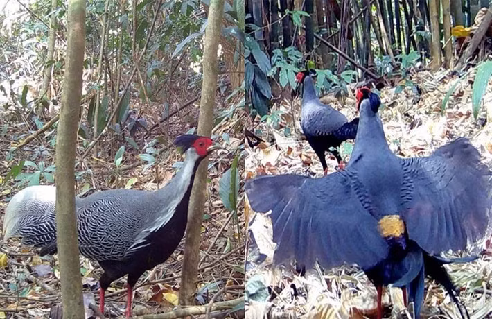 Ngoài ra, Vườn quốc gia Chư Mom Ray còn ghi nhận một số loài động vật quý hiếm khác như bò tót, gấu ngựa, voọc bạc, voọc chà vá chân đen, voọc chà vá chân xám, voọc chà vá chân nâu, tê tê Java, các loài khỉ, rùa núi… Tất cả các loài này đều được bảo vệ nghiêm ngặt, nghiêm cấm xâm hại, săn bắn, mua bán trái phép. Ảnh: Tiền phong.