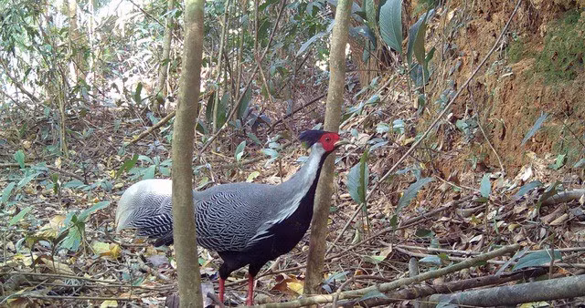 Thông qua đặt hàng loạt máy chụp ảnh, máy quay phim tự động trong rừng, Vườn quốc gia Chư Mom Ray đã ghi nhận nhiều loài động vật quý hiếm biết bay có tên trong Sách Đỏ.