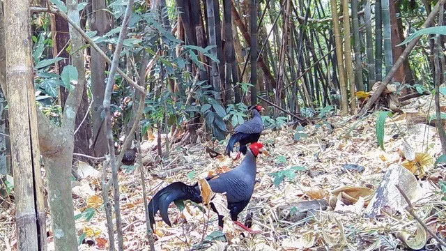 Theo đó, tính tổng thể, Vườn quốc gia Chư Mom Ray ghi nhận 1.005 loài động vật, trong đó có trên 100 loài có tên trong Sách Đỏ. Ảnh: suckhoedoisong.