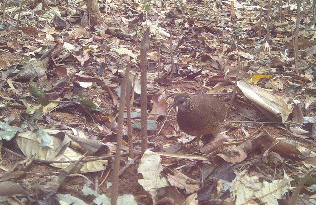 Để ghi nhận sự xuất hiện và trạng thái sức khỏe của các loài động vật tại đây, Vườn đã lắp đặt hàng loạt máy chụp ảnh, máy quay phim tự động trong rừng. Ảnh: suckhoedoisong.