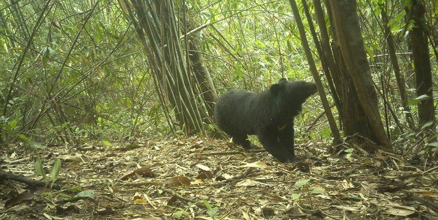 Tối ngày 11/12, ông Đào Xuân Thủy - Giám đốc Ban Quản lý Vườn quốc gia Chư Mom Ray cho biết, từ ghi nhận thực tế cho thấy đã xuất hiện nhiều động vật quý hiếm biết bay, bao gồm chim công, gà so ngực gù, gà lôi hồng tía, gà lôi vằn, gà tiền mặt đỏ. Ảnh: suckhoedoisong.