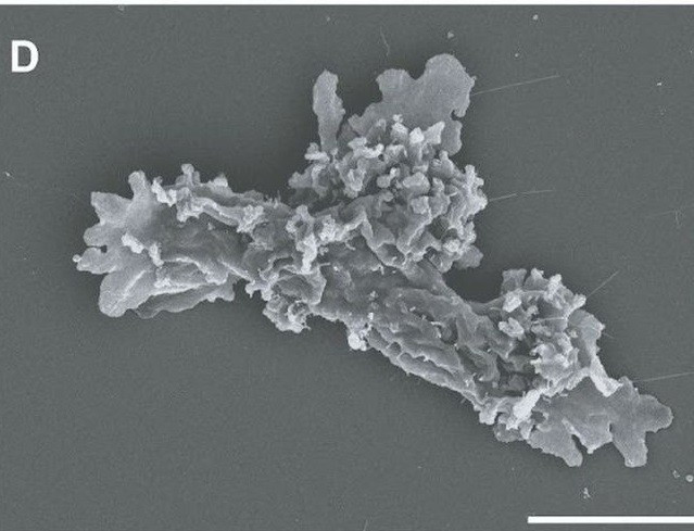 Mặc dù công viên Lassen nổi tiếng với các hồ axit sôi sục và các bể địa nhiệt nóng rực nhưng Incendiamoeba cascadensis lại được tìm thấy ở một dòng suối nước nóng có độ pH trung tính. Ảnh: Rappaport et al., bioRxiv, 2025.