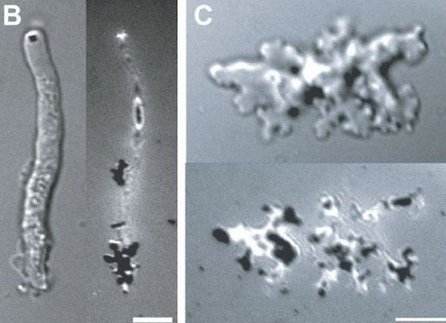 Mặc dù công viên Lassen nổi tiếng với các hồ axit sôi sục và các bể địa nhiệt nóng rực nhưng Incendiamoeba cascadensis lại được tìm thấy ở một dòng suối nước nóng có độ pH trung tính. Ảnh: Rappaport et al., bioRxiv, 2025.