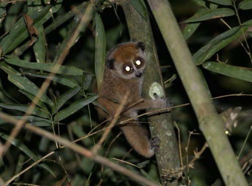 Loài cu li nhỏ sinh sống ở các khu vực rừng lá rộng khô cận nhiệt đới và nhiệt đới tại Việt Nam, Lào, Trung Quốc, Campuchia. Ảnh: Scott Baker.
