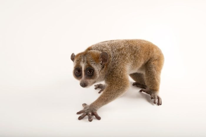 Thức ăn của gồm các loài côn trùng, bọ cánh cứng, quả cây, lá nõn cây, trứng chim và chim non trong tổ. Do tập tính ăn đêm nên cu li có đôi mắt to, tròn với khả năng nhìn tốt trong bóng tối. Ảnh: joelsartore.com.