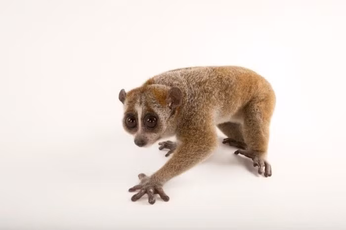 Thức ăn của gồm các loài côn trùng, bọ cánh cứng, quả cây, lá nõn cây, trứng chim và chim non trong tổ. Do tập tính ăn đêm nên cu li có đôi mắt to, tròn với khả năng nhìn tốt trong bóng tối. Ảnh: joelsartore.com.