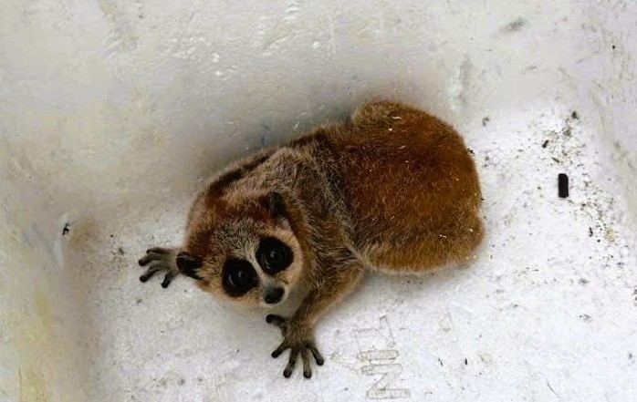 Ngày 20/11, Hạt kiểm lâm Như Xuân, tỉnh Thanh Hóa cho biết, đơn vị này đã phối hợp với Công an xã Như Xuân tiếp nhận một cá thể cu li nhỏ quý hiếm do người dân bắt được và tự nguyện giao nộp. Ảnh: Người lao động.