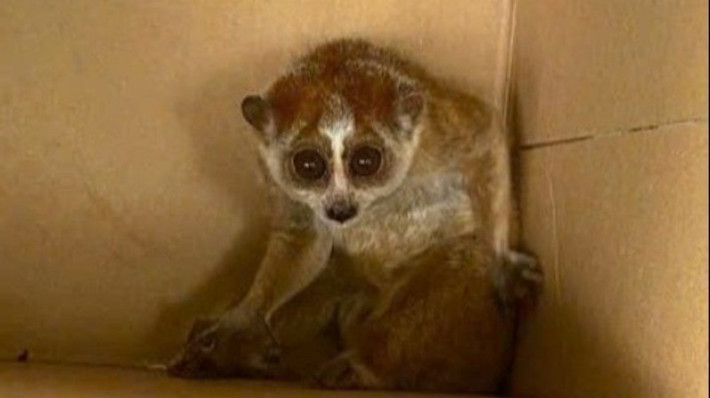 Trước đó, gia đình ông Lê Bá Hoàng (ngụ thôn Quế Phú, xã Như Xuân, tỉnh Thanh Hóa) đã bất ngờ phát hiện một cá thể cu li trong lúc đi thu hoạch keo tại khu vực đồi của gia đình. Sau đó, gia đình đã bắt giữ con vật quý hiếm trên và thông báo cho công an và kiểm lâm. Ảnh: Nhân dân.