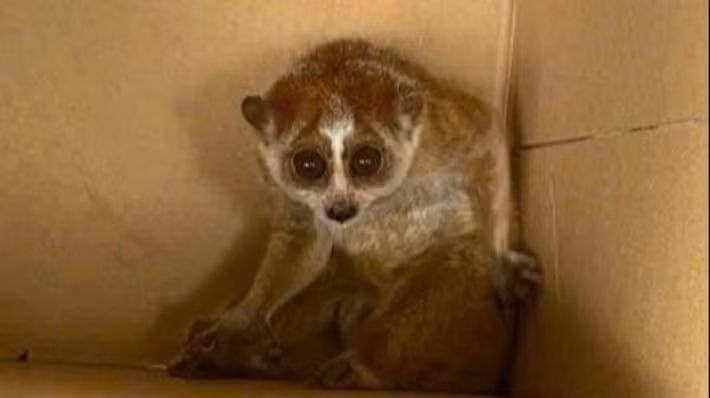 Trước đó, gia đình ông Lê Bá Hoàng (ngụ thôn Quế Phú, xã Như Xuân, tỉnh Thanh Hóa) đã bất ngờ phát hiện một cá thể cu li trong lúc đi thu hoạch keo tại khu vực đồi của gia đình. Sau đó, gia đình đã bắt giữ con vật quý hiếm trên và thông báo cho công an và kiểm lâm. Ảnh: Nhân dân.