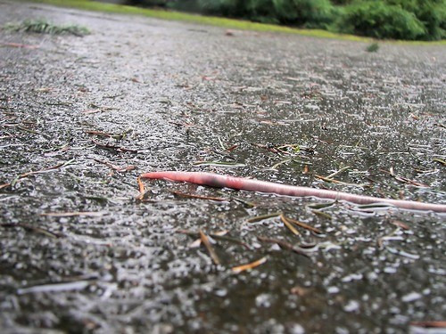 Liên quan đến sự việc này, ông Trần Đình Chiến - Trưởng thôn Vịnh Sơn, cho biết địa phương chưa từng chứng kiến hiện tượng tương tự. Đây là lần đầu tiên xảy ra chuyện này nên người dân ai cũng bất ngờ. Ảnh: thenatureplace.com.