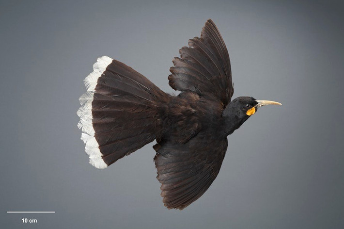 Loài chim Huia được người Maori bản xứ ở New Zealand coi là loài vật thiêng liêng. Chúng thường xuyên xuất hiện trong những bài hát và các câu tục ngữ của người Maori. Ảnh: Te Papa.