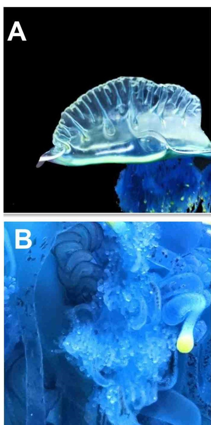 Nhà nghiên cứu Kei Chloe Tan là người dẫn đầu nhóm phân tích ADN đã có chia sẻ về loài sứa mới. Ông cho biết các phân tích hình thái và ADN cho thấy chúng là một loài hoàn toàn mới, khác biệt với các loài sứa lửa sống ở vùng nhiệt đới. Ảnh: Chanikarn Yongstar, Yoshiki Ochiai, Muhammad Izzat Nugraha, Kei Chloe Tan, Ayane Totsu, Waka Sato-Okoshi, and Cheryl Lewis Ames.