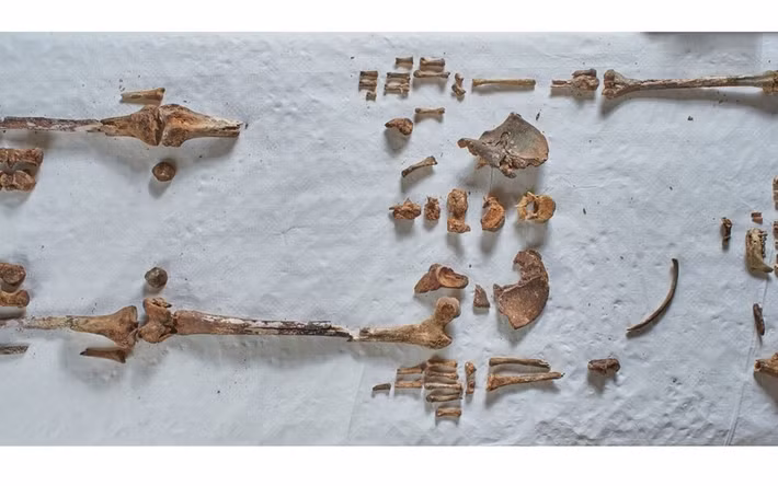 Nhà khảo cổ học Andrew cho rằng, Thánh Eanswythe xuất thân từ gia đình hoàng tộc Kentish có thể được phong thánh chỉ vài năm sau khi qua đời. Bà cùng với dì Ethelburga trở thành những vị thánh nữ đầu tiên của nước Anh. Ảnh: PA.