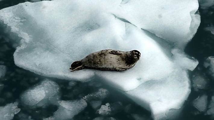 Những mối lo ngại được NOAA đề cập trong báo cáo bao gồm: quá trình "đại dương hóa" khi các khối nước biển ấm và mặn tràn sâu vào Bắc Cực; hiện tượng các loài cây rừng mở rộng phạm vi, xâm nhập vào những hệ sinh thái vốn đặc trưng của vùng cực cùng hiện tượng "sông rỉ sét", xảy ra khi băng vĩnh cửu tan chảy, giải phóng sắt và nhiều kim loại khác ra môi trường. Ảnh: ljubaphoto/Getty Images.