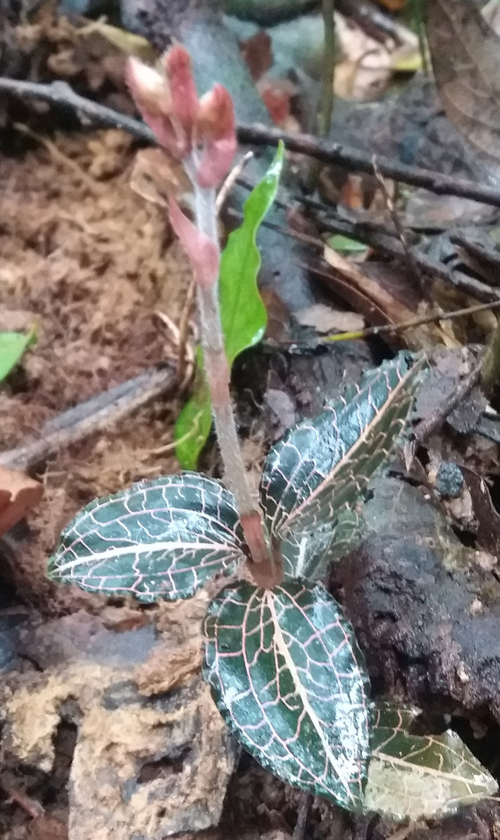 Tại Việt Nam, loài lan gấm ngọc vân hồng phân bố rải rác ở một số vùng núi cao có khí hậu ẩm như Nghệ An, Lạng Sơn, Lâm Đồng... Ảnh L.X. Đắc/trungtamnhietdoivietnga.