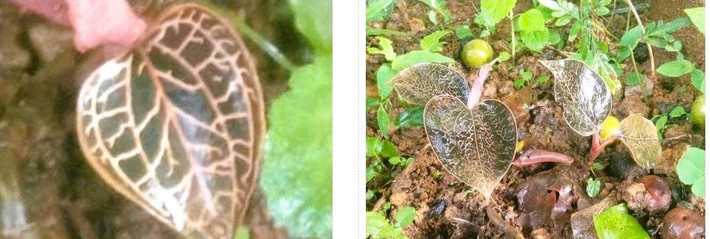 Loài lan quý hiếm này có tên gọi lan gấm ngọc vân hồng, tên khoa học là Anoectochilus roxburghii, thuộc chi lan kim tuyến (Anoectochilus). Đây là một trong những nhóm lan dược liệu có giá trị nhất tại châu Á. Ảnh: Người lao động.