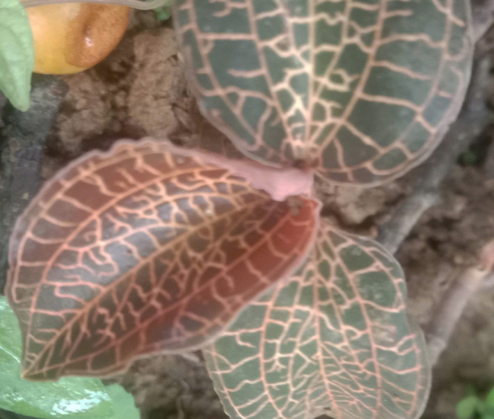 Các nghiên cứu đã chỉ ra rằng, loài lan này chứa nhiều hợp chất sinh học quý như kinsenoside, flavonoid, polysaccharide..., có khả năng hỗ trợ điều trị các bệnh tiểu đường, viêm gan, rối loạn miễn dịch và một số loại ung thư. Ảnh L.X. Đắc/trungtamnhietdoivietnga.