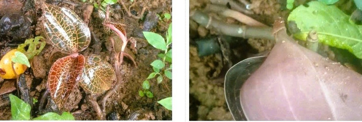 Theo thông tin từ Khu bảo tồn thiên nhiên Pù Luông, tỉnh Thanh Hóa, trong các đợt khảo sát thực địa từ năm 2024 và 2025 thực hiện nội dung đề tài nghiên cứu khoa học của Trung tâm Nhiệt đới Việt - Nga, các nhà khoa học đã phát hiện một loài lan quý hiếm trên thế giới được phân bố tại Pù Luông, tỉnh Thanh Hóa. Ảnh: Người lao động.