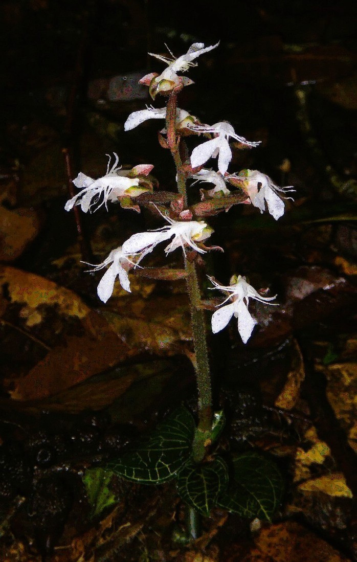 Theo ông Lê Thanh Hữu, lan gấm ngọc vân hồng nổi bật với bộ lá xanh lục thẫm điểm vân ánh kim đẹp mắt, không chỉ có giá trị thẩm mỹ mà còn được đánh giá cao trong y học cổ truyền. Ảnh: Người lao động.
