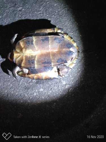 Cơ quan chức năng đang thực hiện quy trình tiếp nhận, xử lý cá thể rùa đầu đen quý hiếm theo quy định. Ảnh: Andrew Pierce.