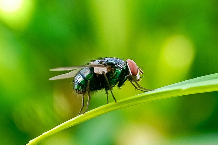 Dịch bệnh này từng phổ biến ở châu Mỹ, đã được loại khỏi Bắc Mỹ và phần lớn Trung Mỹ nhờ chương trình "côn trùng vô sinh". Ảnh: Getty Images.